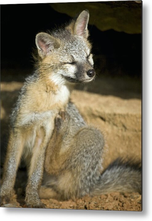 Gray Fox Metal Print featuring the photograph Scratching Gray Fox by Michael Dougherty