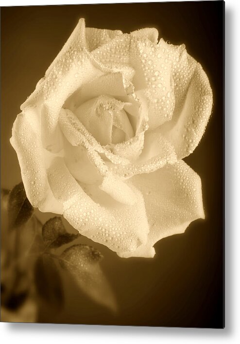 Rose Metal Print featuring the photograph Sepia Rose With Rain Drops by M K Miller