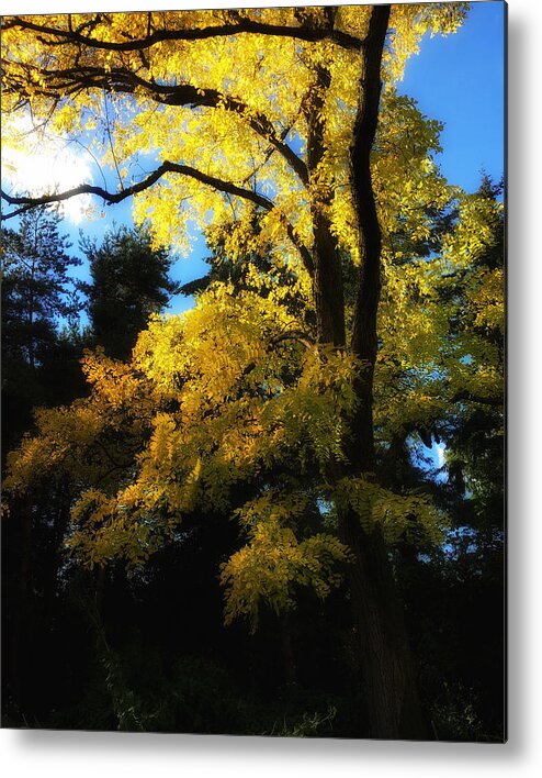 Connie Handscomb Metal Print featuring the photograph Shine The Light by Connie Handscomb