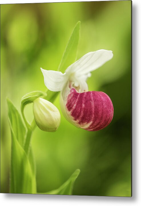 Lady Slipper Metal Print featuring the photograph Showy Lady by Gordon Ripley