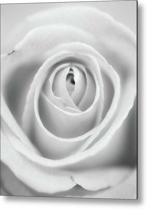 Flower Metal Print featuring the photograph shy IV by Hyuntae Kim