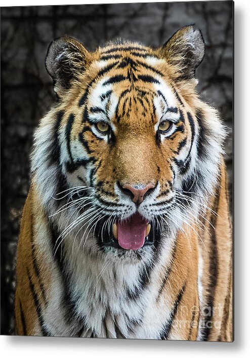 Siberian Tiger Metal Print featuring the photograph Siberian Tiger Smile by Joann Long