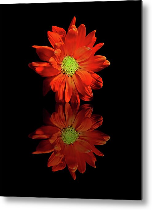 Gerbera Daisy Metal Print featuring the photograph Silent Treatment by Stuart Harrison