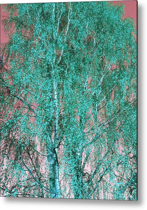 Silverbirch Metal Print featuring the photograph Silver Birch in Turquoise by Rowena Tutty