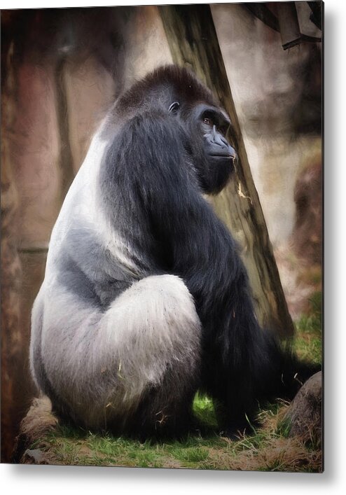 Adult Metal Print featuring the photograph Silverback by Lana Trussell