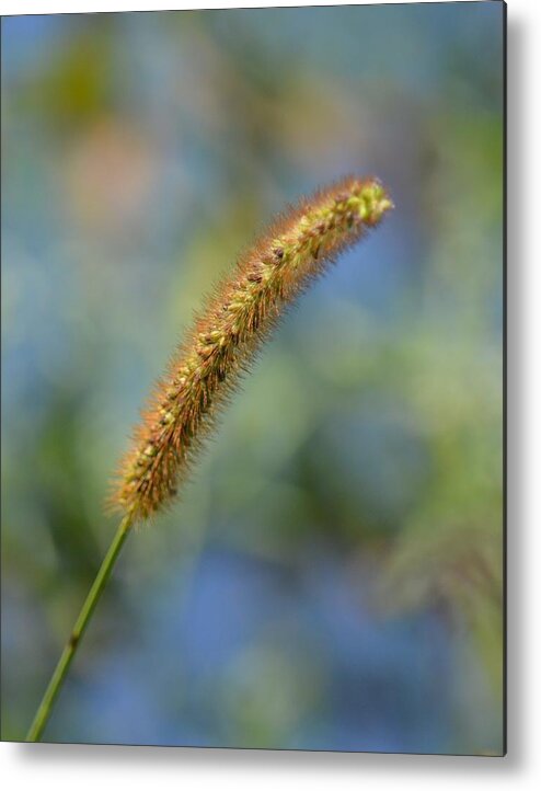 Simple Beauty Metal Print featuring the photograph Simple Beauty by Maria Urso