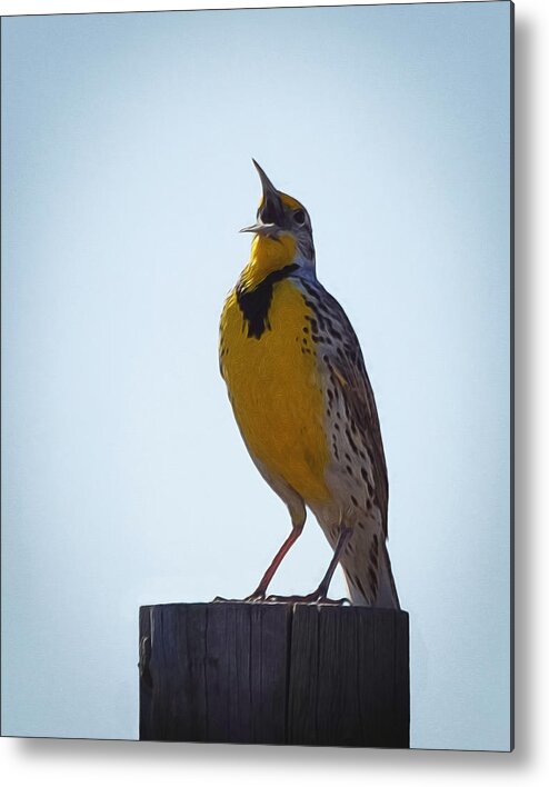 Meadowlark Metal Print featuring the digital art Sing me a song by Ernest Echols