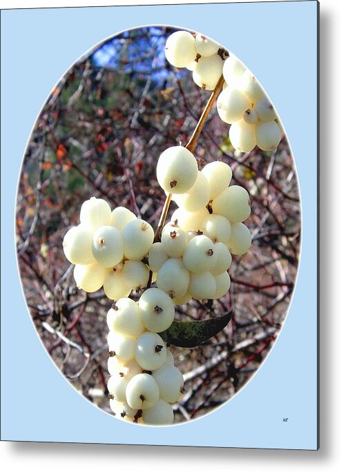 #snowberrycluster Metal Print featuring the photograph Snowberry Cluster by Will Borden