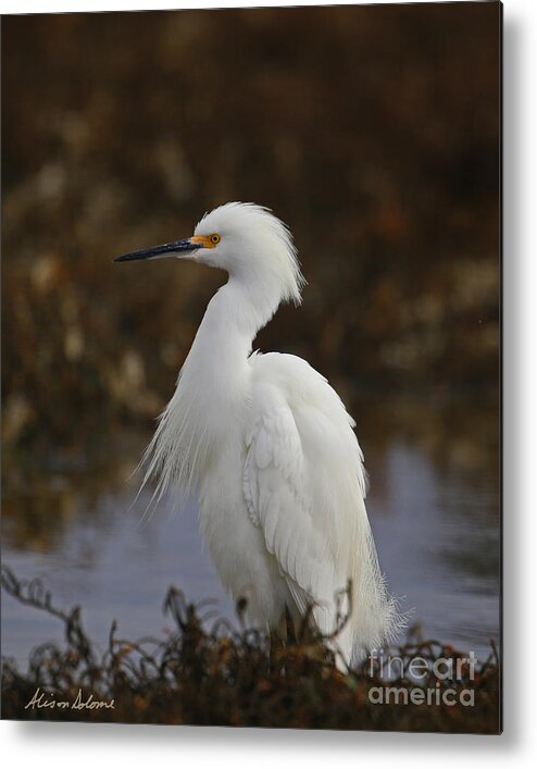 Snowy Metal Print featuring the photograph Snowy Egret Profile by Alison Salome