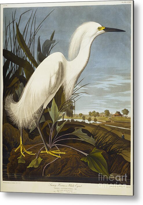 Snowy Heron Or White Egret Metal Print featuring the drawing Snowy Heron by John James Audubon