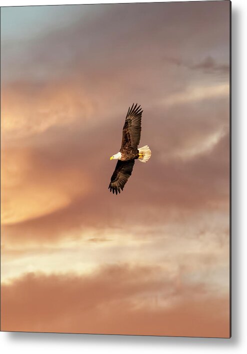 Soaring Metal Print featuring the photograph Soaring by Phyllis Taylor