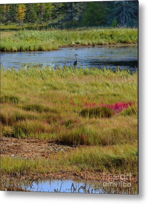 Marsh Metal Print featuring the photograph Somesville Marsh by Barry Bohn
