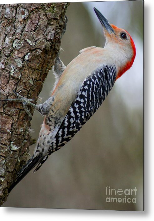 Woodpecker Metal Print featuring the photograph Southern red-bellied woodpecker by Theresa Cangelosi