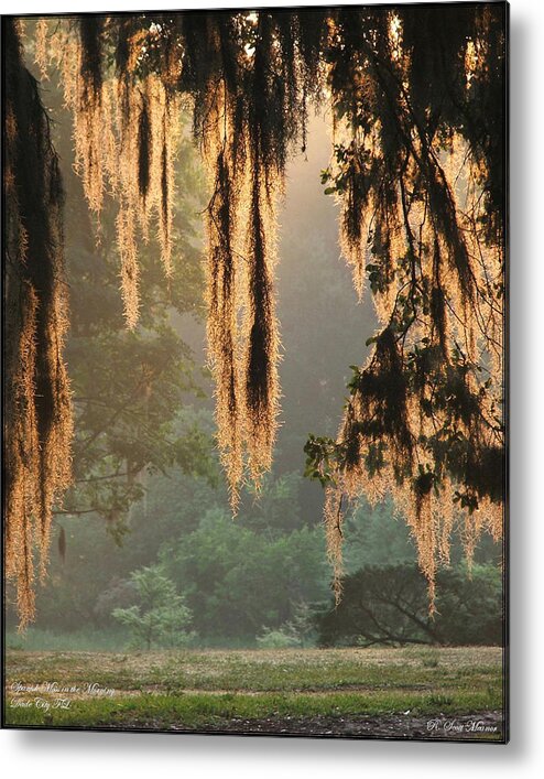 Spanish Moss Metal Print featuring the photograph Spanish Moss in the Morning by Robert Meanor