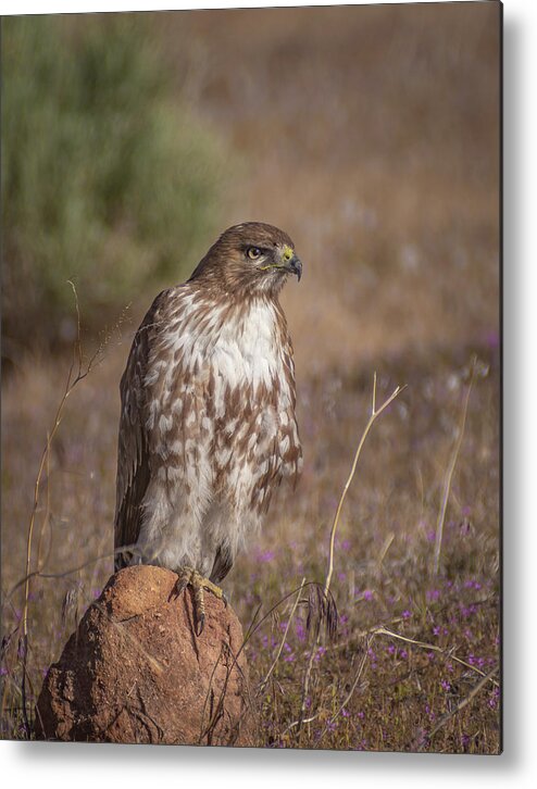 Red Tailed Hawk Metal Print featuring the photograph Spring Red Tailed Hawk 2 by Rick Mosher