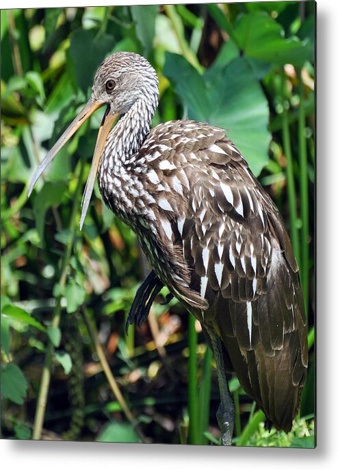 Marbled Godwit Metal Print featuring the photograph Squawk by Rose Hill