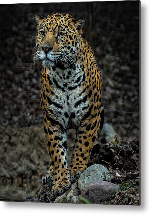 Jaguar Metal Print featuring the photograph Stalking by Phil Abrams