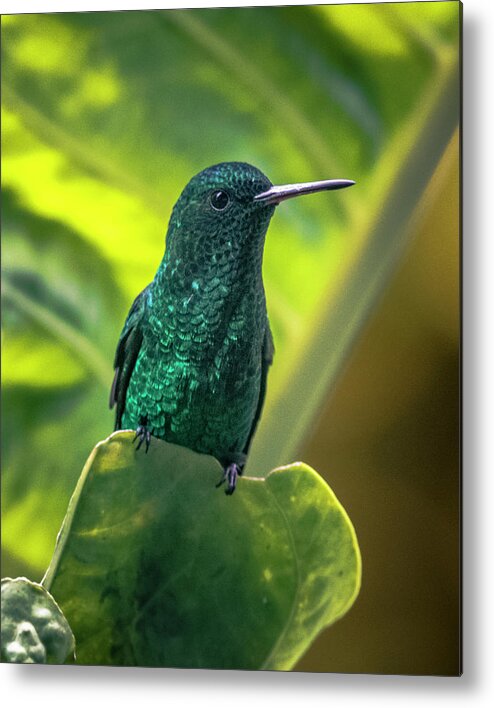Birds Metal Print featuring the photograph Steely-Vented Hummingbird Quindio Colombia by Adam Rainoff