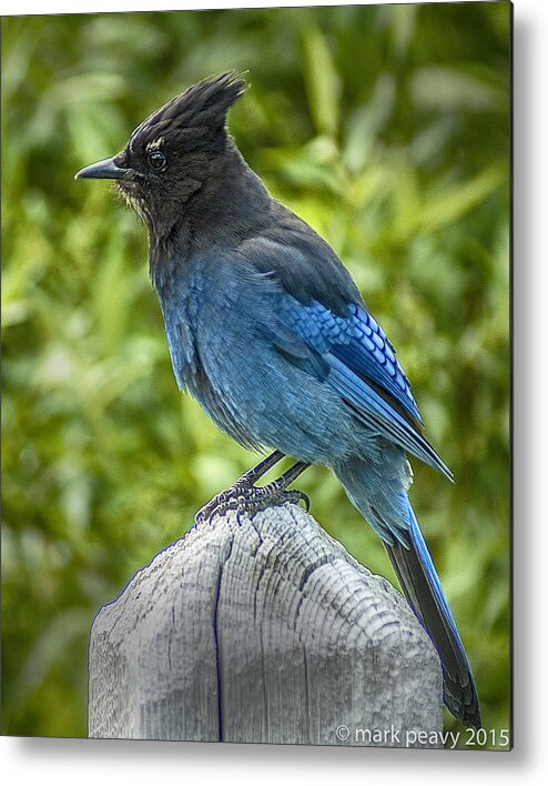 Stellar's Jay Bc Provincial Bird Metal Print featuring the photograph Stellar's Jay by Mark Peavy