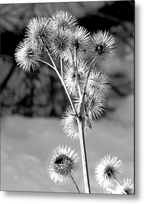 Fall Flower Metal Print featuring the photograph Sticky Buds by Douglas Pike