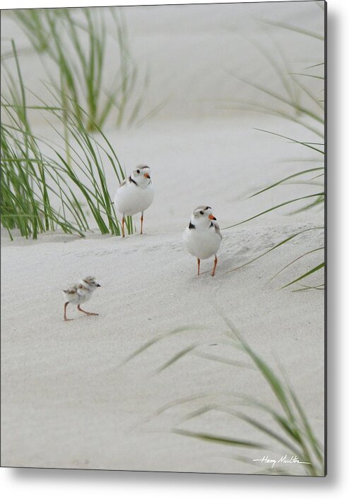 Birds Metal Print featuring the photograph Struggle in the Blowing Sand by Harry Moulton