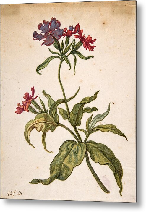 Herman Saftleven Metal Print featuring the drawing Study of a red catchfly. Lychnis hirsuta by Herman Saftleven