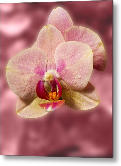Orchids Metal Print featuring the photograph Stunning Orchids by David French