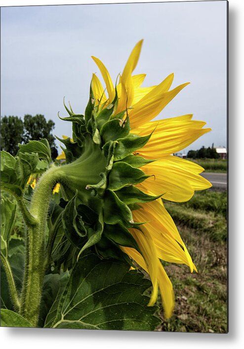 Sunflower Metal Print featuring the photograph Sunflower 4 by Deborah Ritch