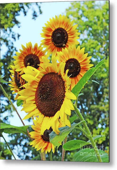 Summer Metal Print featuring the photograph Sunflower 46 by Lizi Beard-Ward