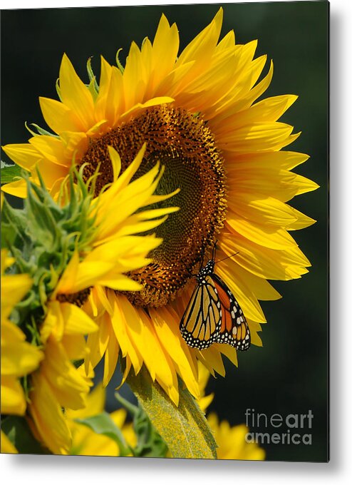 Sunflower Metal Print featuring the photograph Sunflower and Monarch 3 by Edward Sobuta
