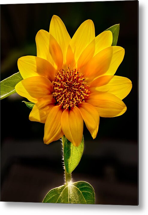 Sunflower Photo Metal Print featuring the photograph Sunflower Sunbeam Print by Gwen Gibson