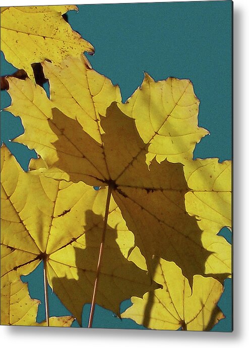 Leaf Metal Print featuring the photograph Sunny Silouette by Trish Tritz