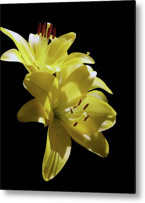 Lily Metal Print featuring the photograph Sunny Yellow Lilies by Johanna Hurmerinta