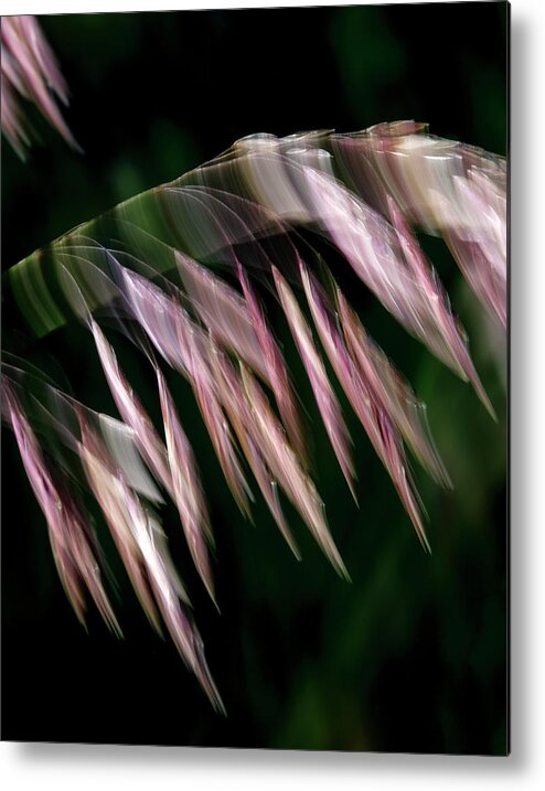 Tamarisk Metal Print featuring the photograph Tamarisk Twist by Deborah Hughes