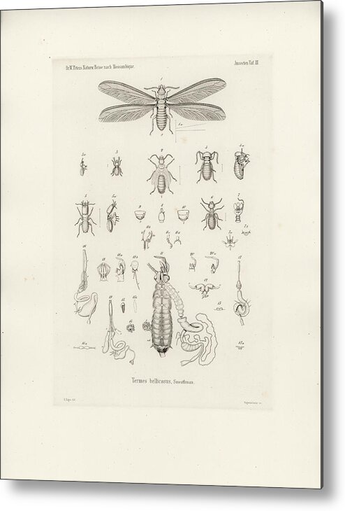 Insects Metal Print featuring the drawing Termites, Macrotermes bellicosus by H Hagen
