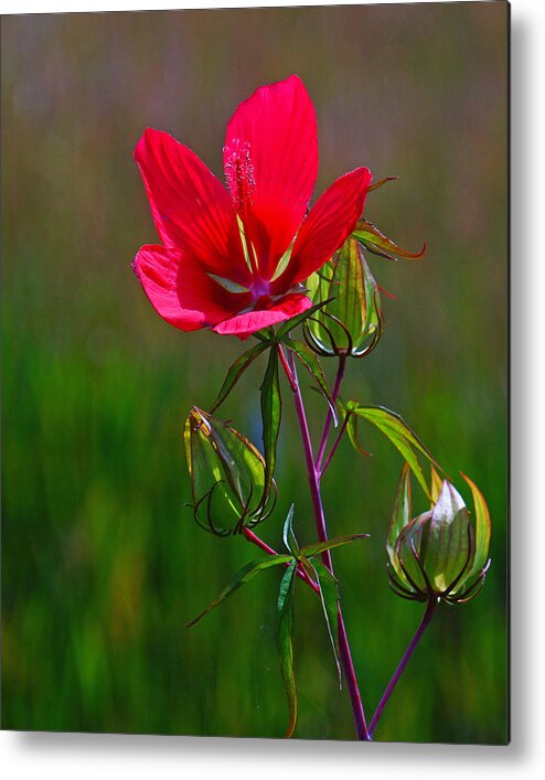 Flower Metal Print featuring the photograph Texas Star Hibiscus by Lawrence S Richardson Jr