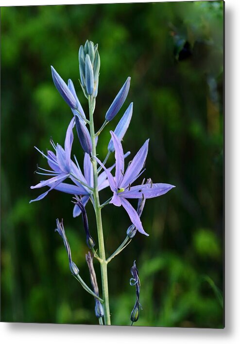 Common Camas Metal Print featuring the photograph The Common Camas by I'ina Van Lawick