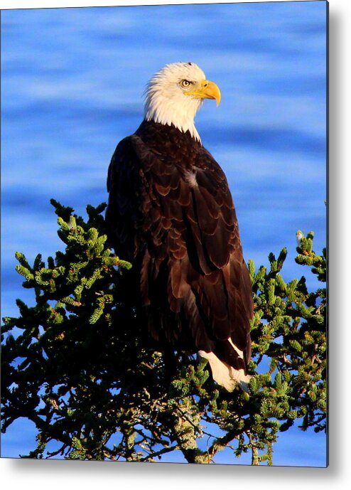 The Eagle Has Landed 2 Metal Print featuring the photograph The Eagle Has Landed 2 by Suzanne DeGeorge