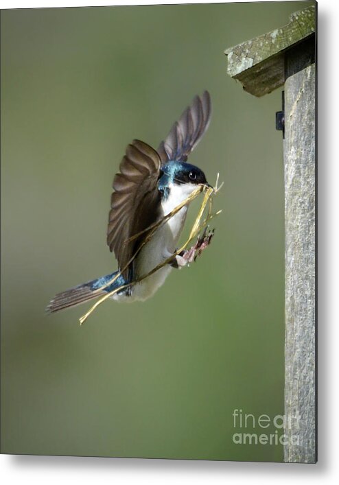 Tree Swallow Metal Print featuring the photograph The Finishing Touches by Amy Porter