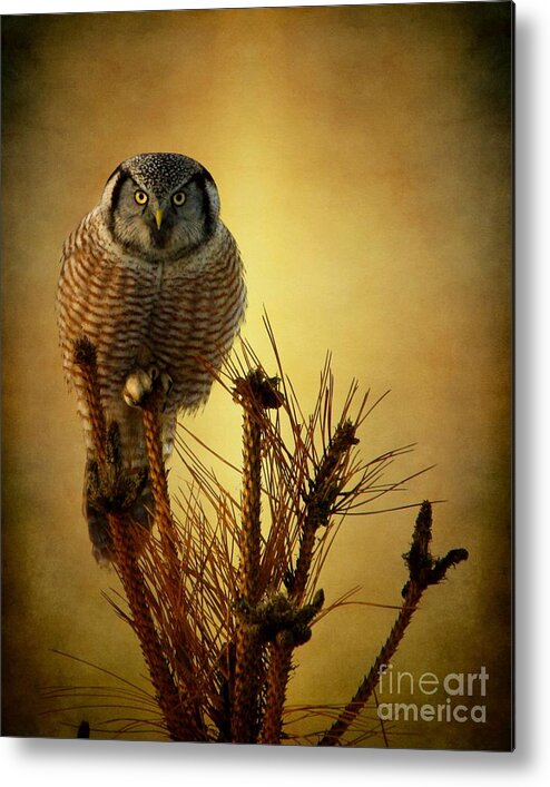 Hawk Owl Metal Print featuring the photograph The great stare down by Heather King