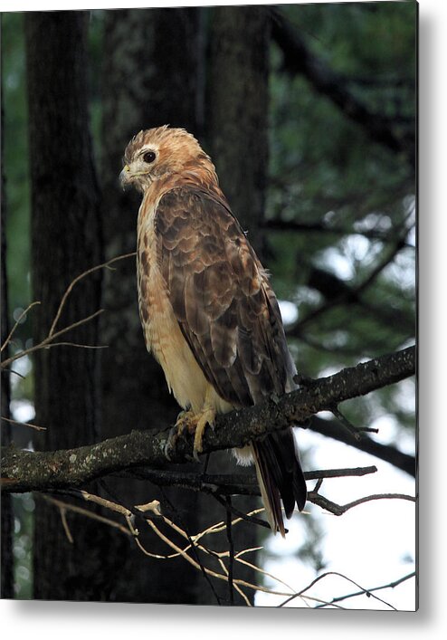 Red-tailed Hawk Metal Print featuring the photograph The Sentinel by Doris Potter