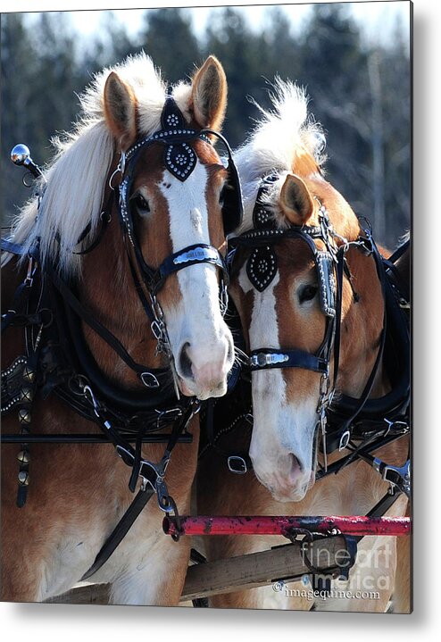 Team Metal Print featuring the photograph The Team by Carien Schippers