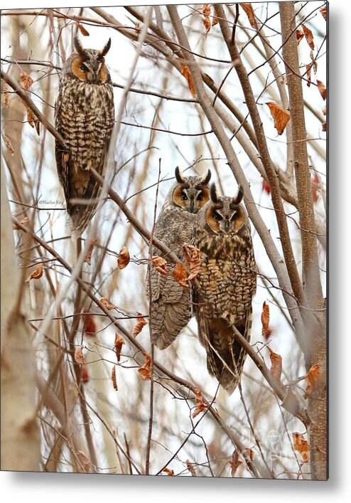 Owls Metal Print featuring the photograph The three wise men by Heather King