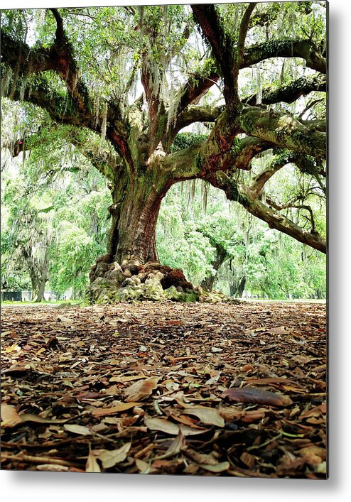Tree Metal Print featuring the photograph The Tree of Life by Britten Adams