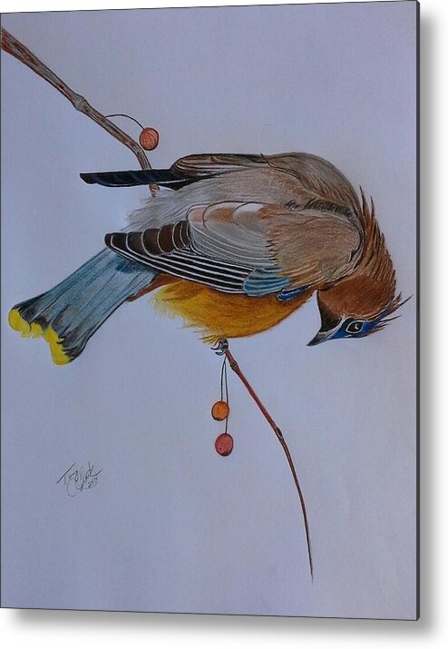 Birds Metal Print featuring the drawing The Waxwing by Tony Clark