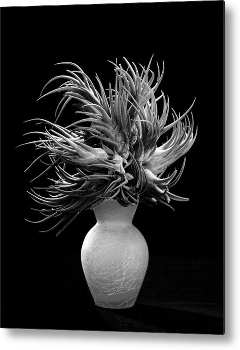 Plant Metal Print featuring the photograph Tillandsia by Gary Cloud