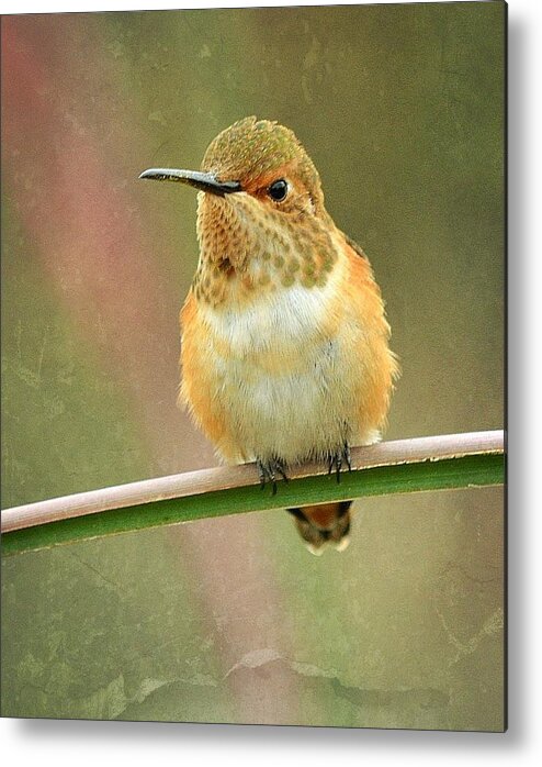 Hummingbird Metal Print featuring the photograph Time Out by Fraida Gutovich