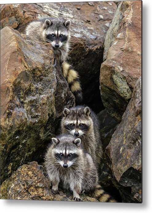 Raccoon Metal Print featuring the photograph Tne Raccons by Jerry Cahill