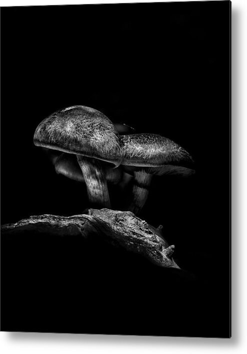 Toronto Metal Print featuring the photograph Toadstools On A Toronto Trail No 4 by Brian Carson
