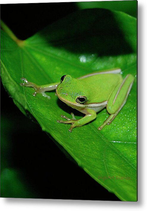 Frog Metal Print featuring the digital art Tree Frog on Hibiscus Leaf by DigiArt Diaries by Vicky B Fuller